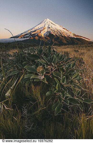 Winter frosty leaves at the foot of Mount Taranaki after the first snowfall of the season  New Zealand
