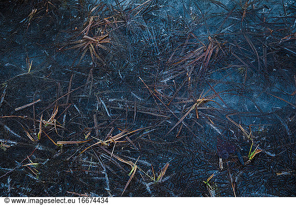 winter grass trapped in frozen ground