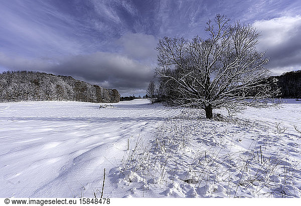 Winter hike in Michigan field with large Oak tree