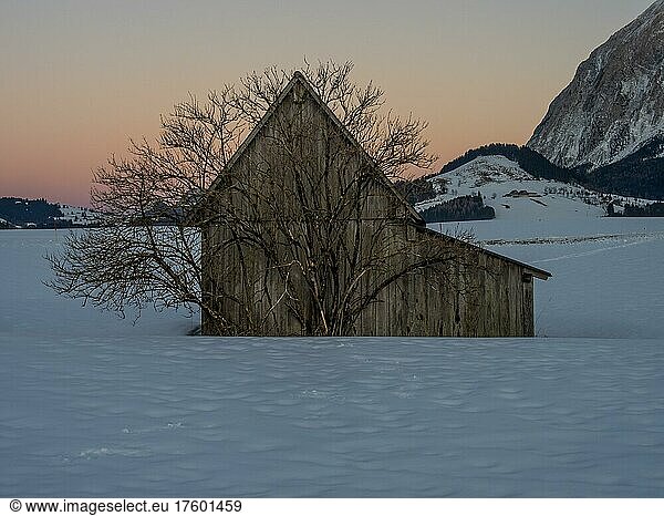 Winter landscape  barn and sparse tree in the evening light  Tauplitz  Salzkammergut  Styria  Austria  Europe