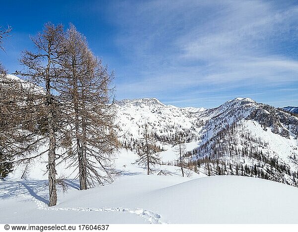 Winter landscape  barren trees and snow-covered mountain peaks  view of the frozen Steirersee  Tauplitzalm  Styria  Austria  Europe