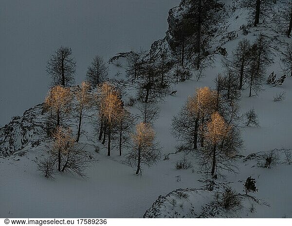 Winter landscape  barren trees in the evening light  view from Krippenstein  Salzkammergut  Upper Austria  Austria  Europe
