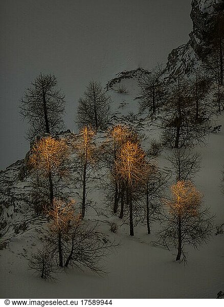 Winter landscape  barren trees in the evening light  view from Krippenstein  Salzkammergut  Upper Austria  Austria  Europe