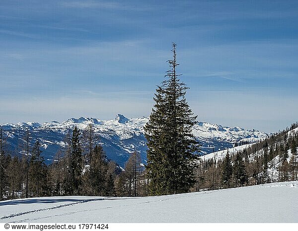 Winter landscape  barren trees  snowy mountain peaks  Dachstein massif  Tauplitzalm  Styria  Austria  Europe