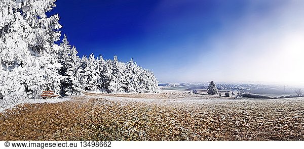 Winter landscape  frost-covered forest's edge under a deep blue sky near Eichstaett  Pietenfeld  Bavaria  Germany  Europe