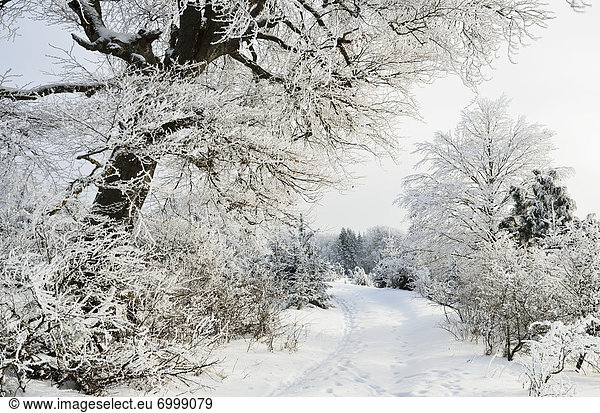 Winter Landscape  near Albstadt  Swabian Alb  Baden-Wuerttemberg  Germany
