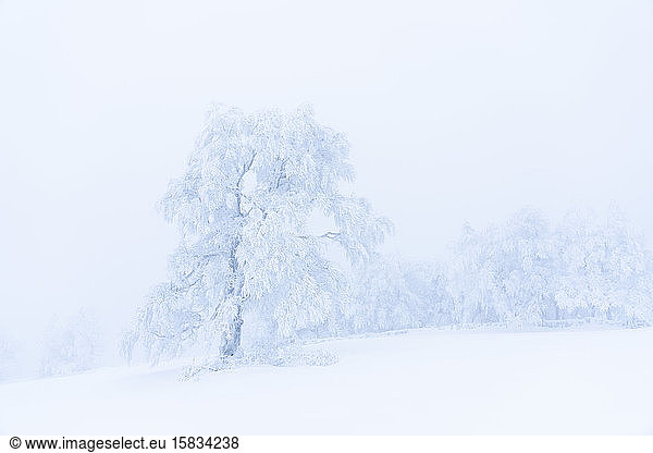 winter landscape showing trees completely covered by snow