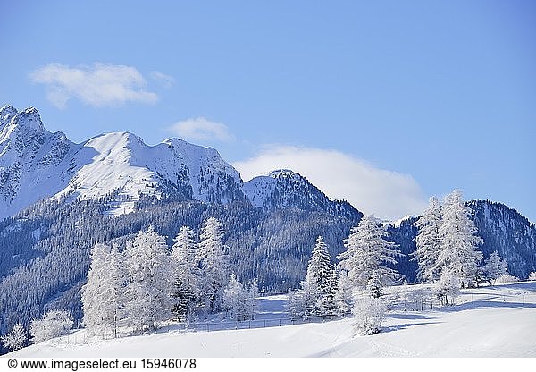Winter landscape  snow-covered larches in front of mountains  Ladis  ski resort Serfaus Fiss Ladis  Tyrol  Austria  Europe