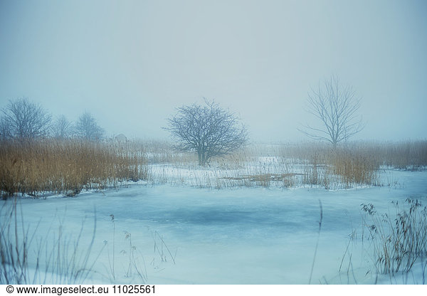 Winter landscape with bare trees in wetlands