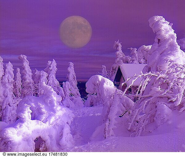 Winter Landscape with Snowy Trees Full Moon