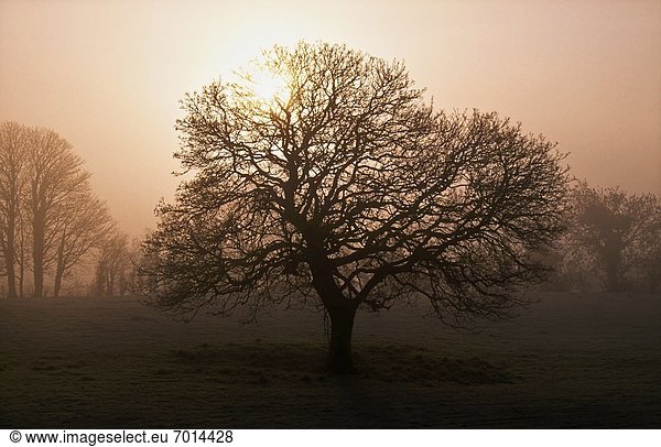 Winter Morgen Baum Kälte County Donegal Irland