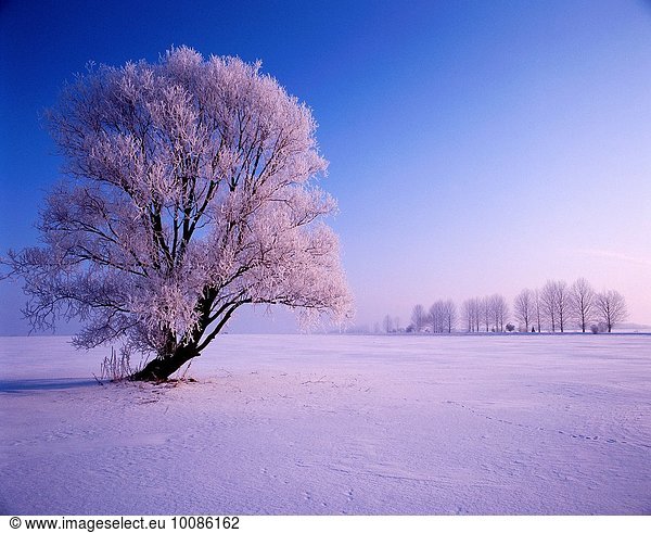 Winter Polen