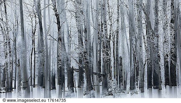 Winter scene with frosty trees in a forest  Impressionist style; Artwork