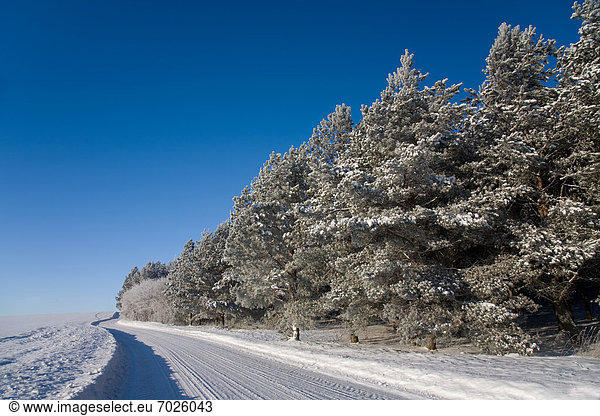 Winter  schneiden  Baum  Fernverkehrsstraße  vorwärts