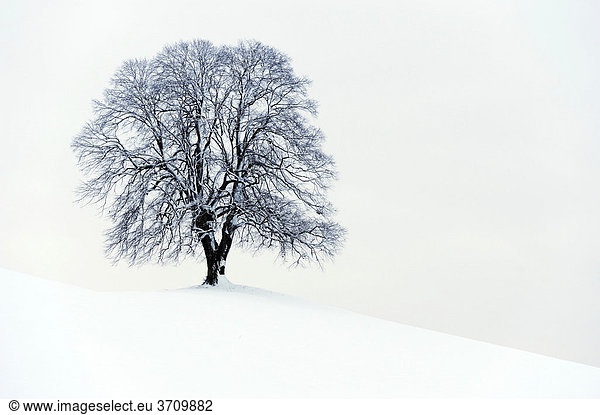 Winterbaum  Linde (Tilia) auf Moränenhügel stehend  Hirzel  Zürich  Schweiz
