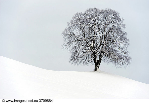 Winterbaum  Linde (Tilia) auf Moränenhügel stehend  Hirzel  Zürich  Schweiz