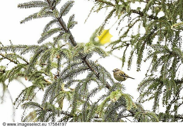 Wintergoldhähnchen (Regulus regulus) in einem Nadelbaum  Juodkrant?  Kurische Nehrung  Klaipéda  Litauen  Europa