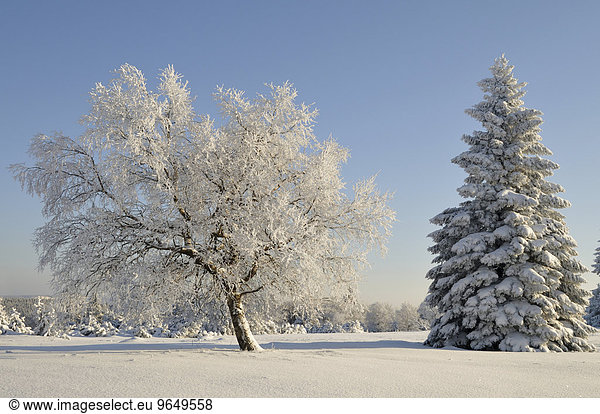 Winterlandschaft  Bäume schnee- und raureifbedeckt  Kahler Asten  Nordrhein-Westfalen  Deutschland  Europa