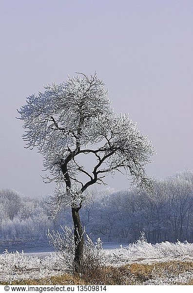 Winterlandschaft: frostbedeckter Baum