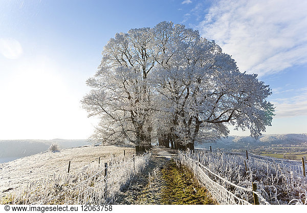Winterlandschaft mit schneebedeckten Feldern  Zaun und Bäumen  die im Sonnenlicht glitzern.