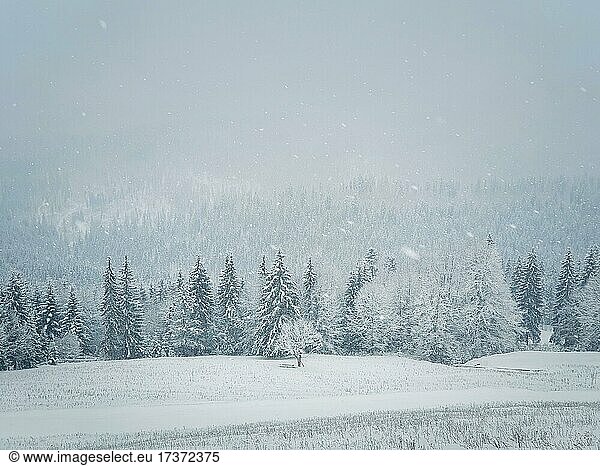 Winterliche Schneelandschaft in den Karpaten. Wunderschöne idyllische Schneelandschaft mit einer Bank unter einem einsamen Baum vor einem verschneiten Nadelwald. Neblige weiße Waldlandschaft in Bukovel  Ukraine  Europa