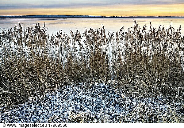 Winterliche Stimmung am Ufer des Dümmer See  Reet  Schilf  Stille  Lembruch  Niedersachsen  Deutschland  Europa