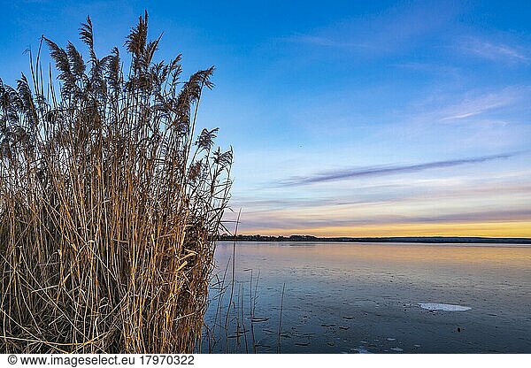 Winterliche Stimmung am Ufer des Dümmer See  Reet  Schilf  Stille  Lembruch  Niedersachsen  Deutschland  Europa