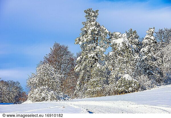 Winterliche Szenerie mit Feldweg und Baumgruppe.