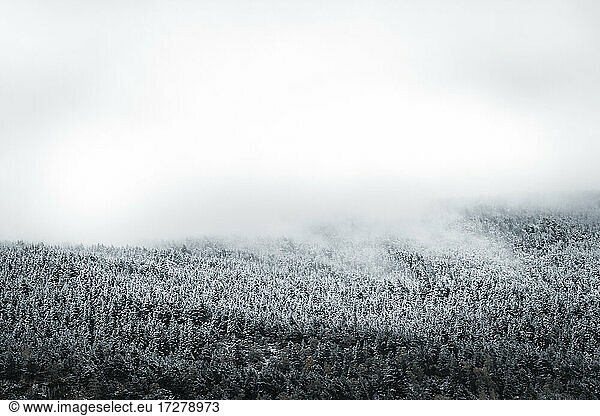 Winterwald in tiefhängende Wolken gehüllt
