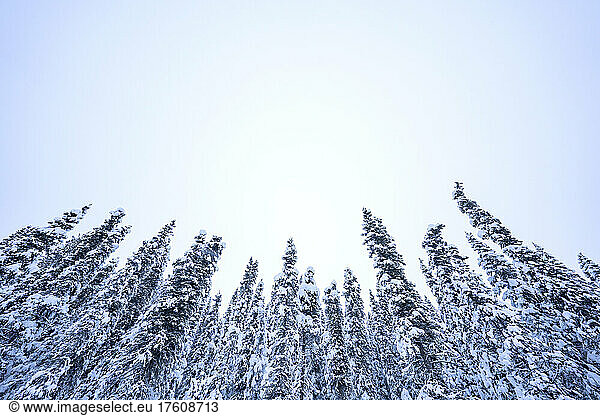 Wintery landscape around the city of Whitehorse; Yukon  Canada
