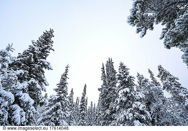 Wintery landscape around the city of Whitehorse; Yukon  Canada