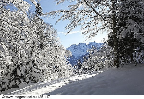 Wintery landscape in the Bernese Oberland  Switzerland  Europe