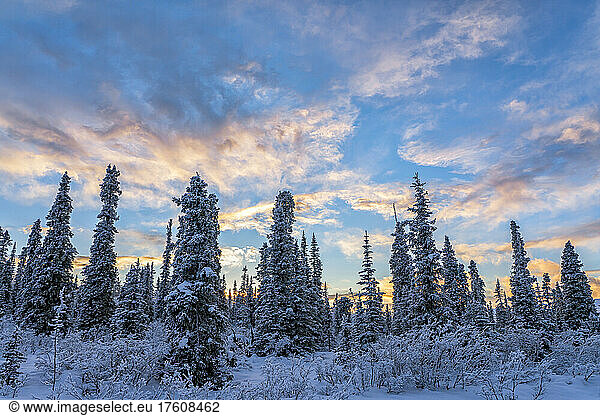 Wintery landscape with frosty trees and a glowing sky around the city of Whitehorse  Yukon; Yukon  Canada