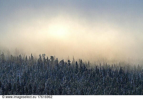 Wintery landscape with sun glowing through the cloud over a frosty forest; Whitehorse  Yukon  Canada