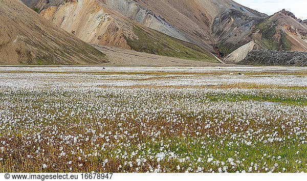 Winzige schwarz-weiße Wildschafe grasen im isländischen Hochland