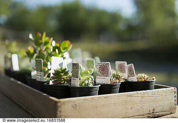 Winzige sukkulente Pflanzen mit Etiketten in sonniger Schale in der Gärtnerei