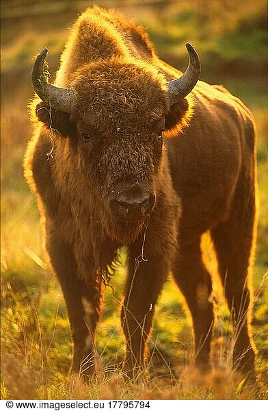 Wisent  Wisente (Bison bonasus)  Huftiere  Paarhufer  Rinder  Säugetiere  Tiere  European Bison Young bison