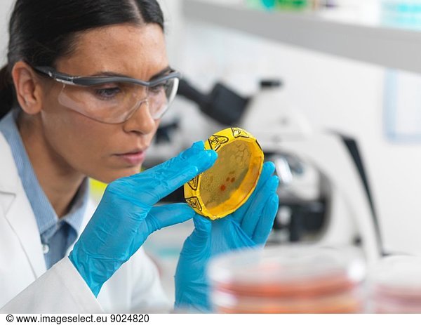 Wissenschaftlerin betrachtet Kulturen  die in Petrischalen mit einem Biogefahrenband in einem mikrobiologischen Labor wachsen.