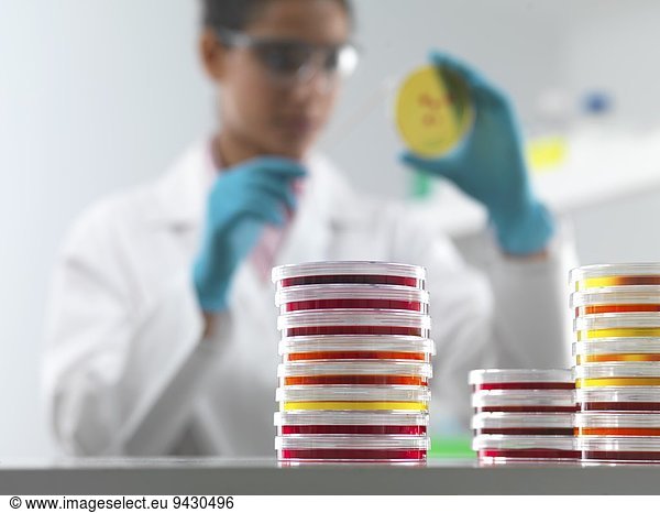 Wissenschaftlerin untersucht mikrobiologische Kulturen in der Petrischale im mikrobiologischen Labor