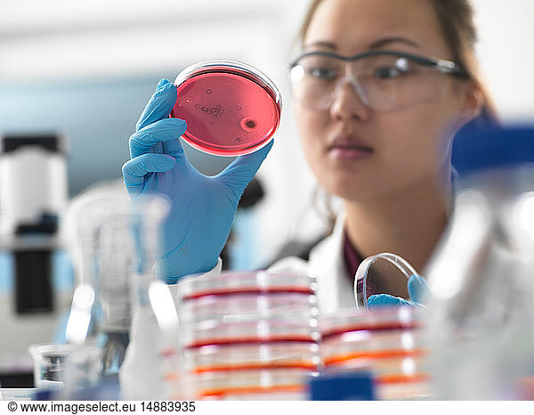 Wissenschaftlerin untersucht mikrobiologische Kulturen in Petrischalen im Labor