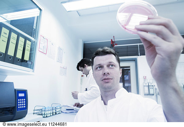 Wissenschaftlerin untersucht Probe in Petrischale