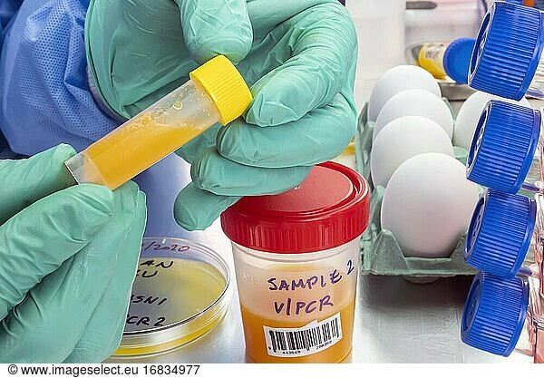 Wissenschaftliche Beprobung von Eiern in schlechtem Zustand  Analyse der Geflügelpest beim Menschen  konzeptionelles Bild.