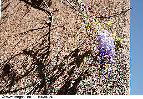 Wisteria flower on a vine against adobe building in Santa Fe
