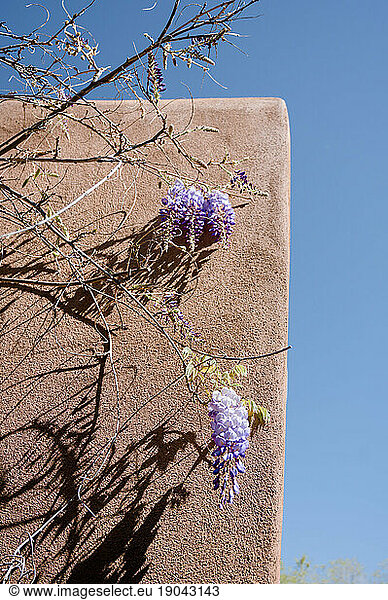 Wisteria hanging on vines in front of adobe building with blue sky