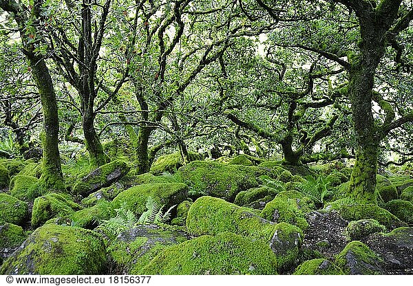 Wistman's Wood  Dartmoor National Park  Devon  England  United Kingdom  Europe
