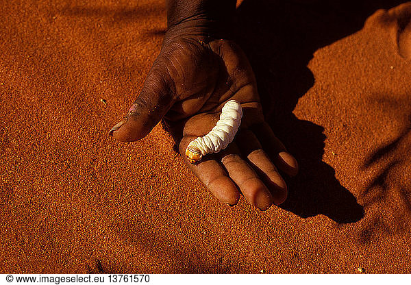 Witchetty grub an Australian aboriginal food  it is the larva of a Cossid moth and considered a delicacy  Central Australia