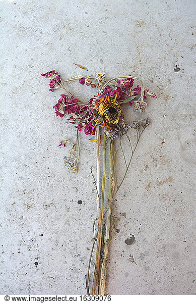Withered flowers  studio shot