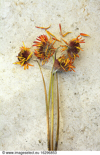 Withered flowers with orange petals  studio shot
