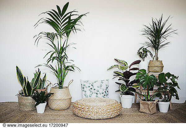 Wohnzimmer mit Zimmerpflanze dekoriert mit Hocker und Kissen