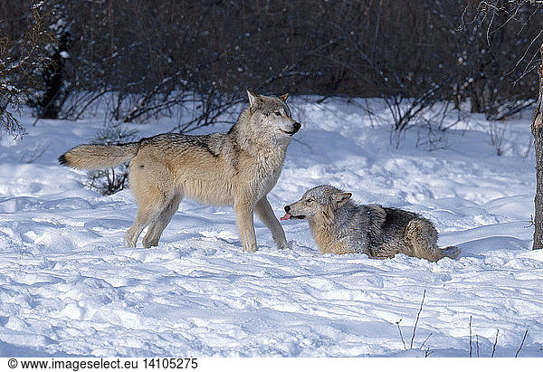 Wolf Behavior Wolf Behavior,alpha,appeasement,canis,dominance behavior ...